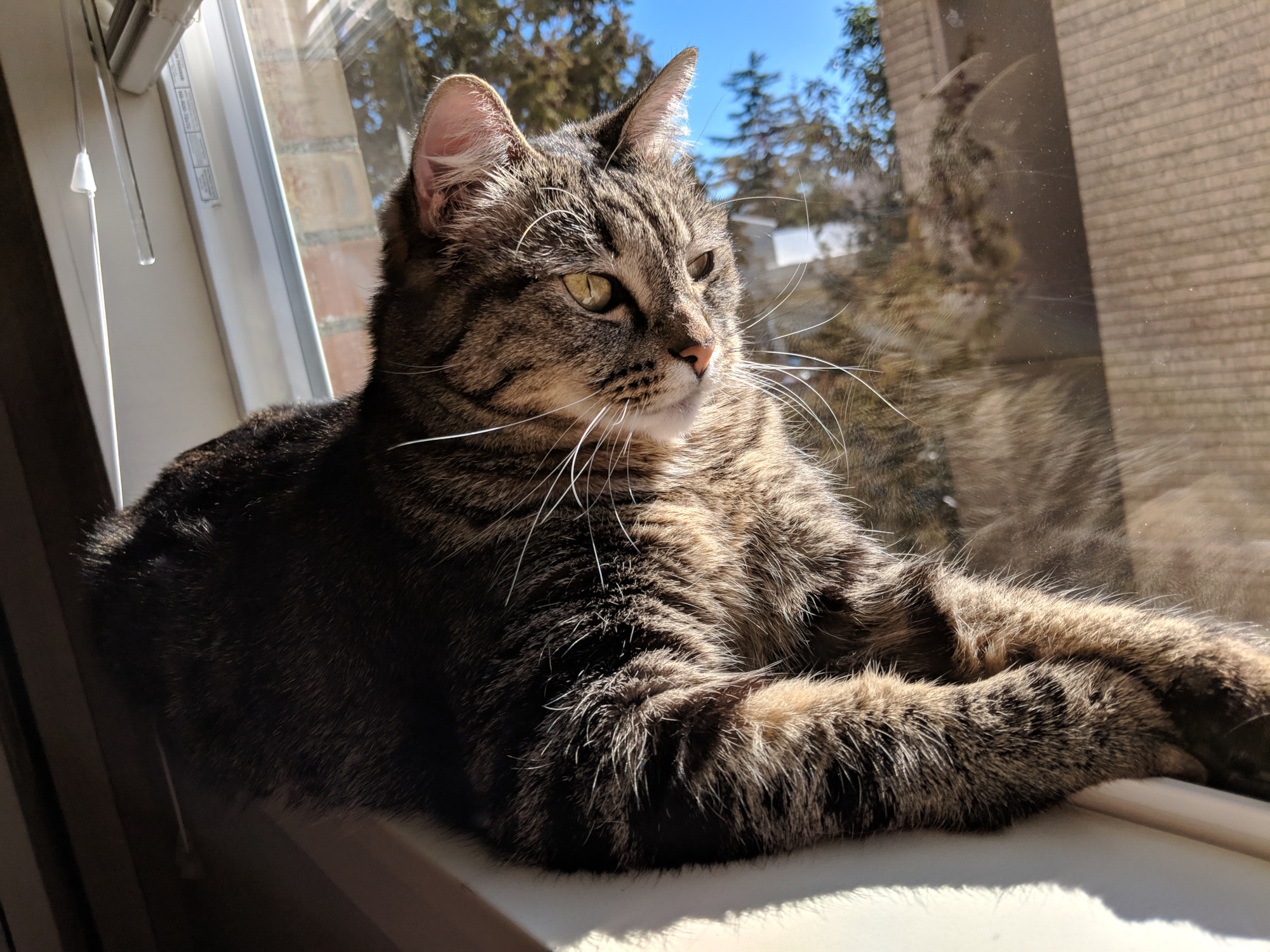 A picture of my cat Emmy sitting in the window in the sun.