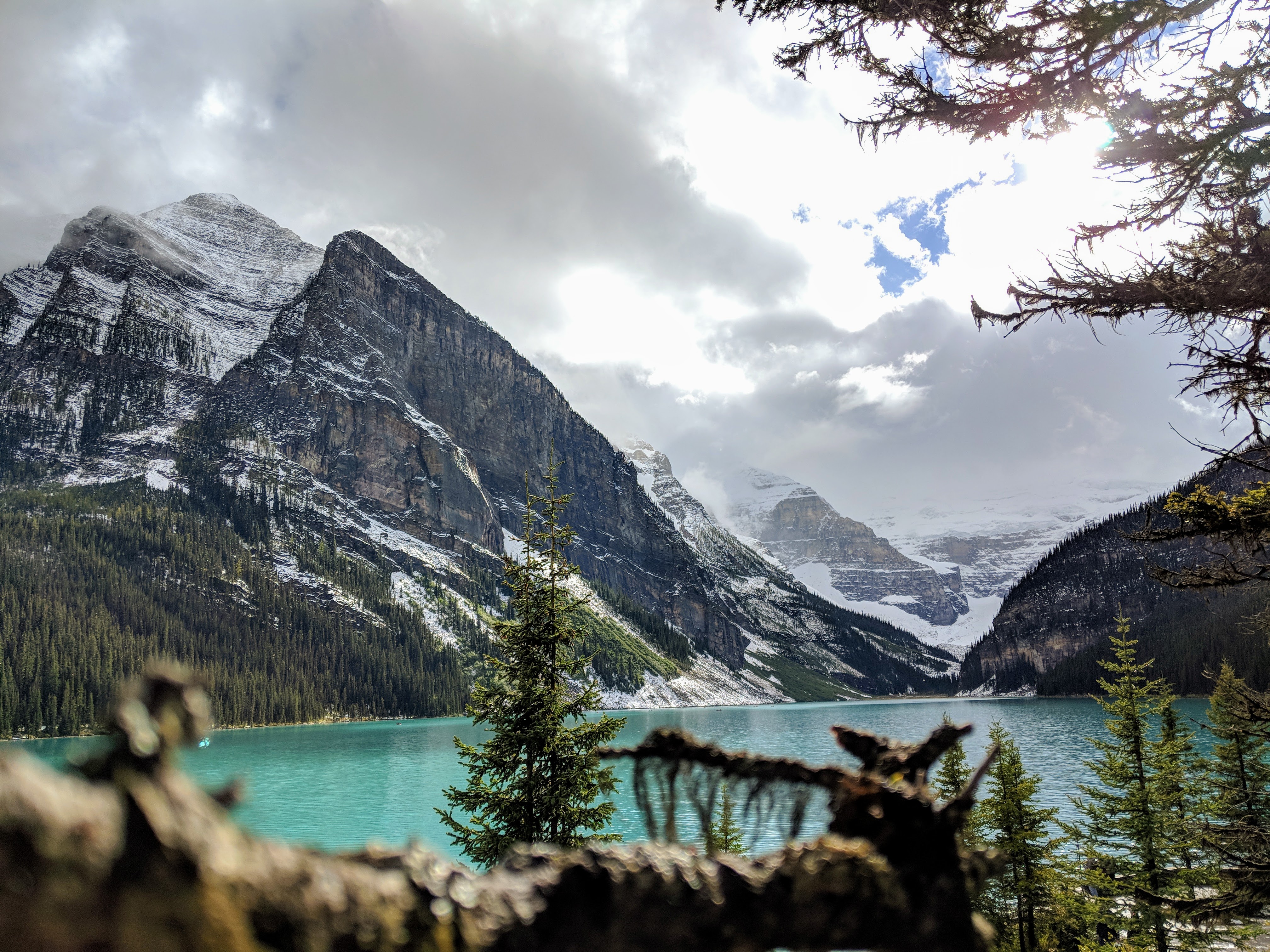 A picture peeking out over a branch at the snow-capped mountains around Lake Louise.
